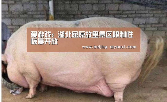 爱游戏直播
